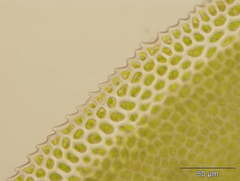 Fissidens serrulatus