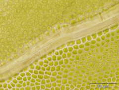 Fissidens serrulatus