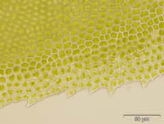 Fissidens serrulatus