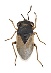 Geocoris pubescens
