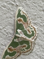 Oospila includaria