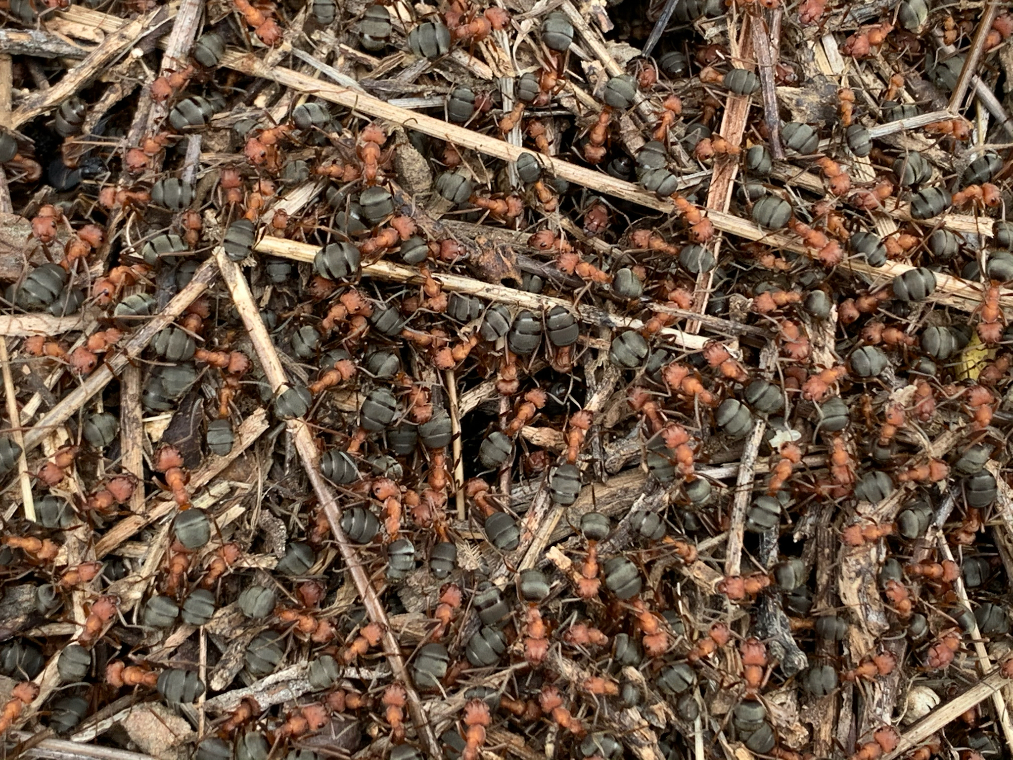 Formica integroides