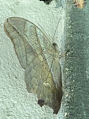 Eryphanis automedon