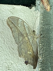 Eryphanis automedon