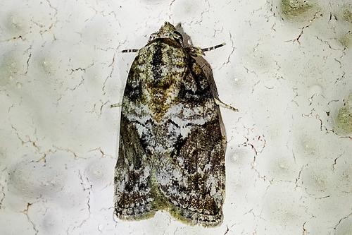 Black-olive Caterpillar Moth