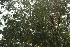 Ficus amplissima
