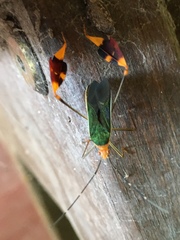 Anisoscelis foliaceus