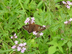 Apyrrothrix araxes