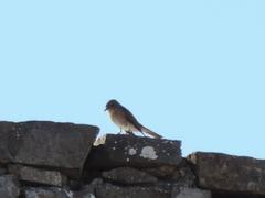 Muscicapa striata striata