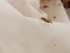 Opomyza petrei