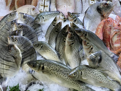 Dicentrarchus punctatus