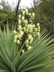 Yucca schottii