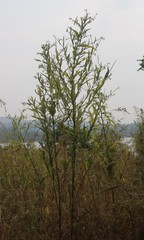 Crotalaria leptostachya