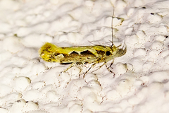 Ornativalva erubescens