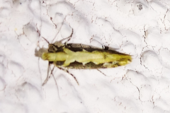 Ornativalva erubescens
