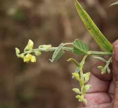 Crotalaria leptostachya