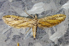 Eupithecia acutipennis