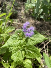 Conoclinium coelestinum image