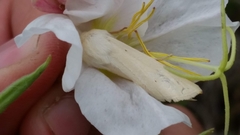 Copablepharon grandis