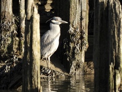 Nyctanassa violacea