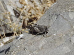 Oedipoda germanica