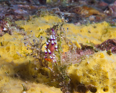 Coryphellina exoptata