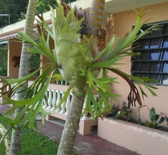 Platycerium alcicorne