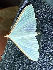 Diaphania costata