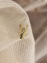 Acanthiophilus helianthi