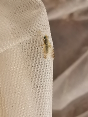 Acanthiophilus helianthi