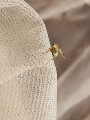 Acanthiophilus helianthi