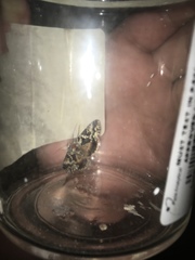 Syngrapha rectangula