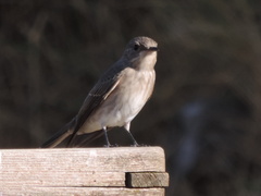 Muscicapa striata striata