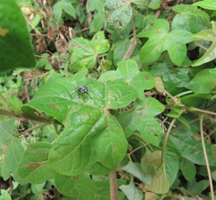 Gossypioides kirkii