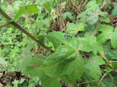 Gossypioides kirkii