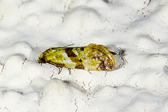 Cochylis parallelana