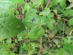 Gossypioides kirkii