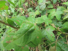 Gossypioides kirkii