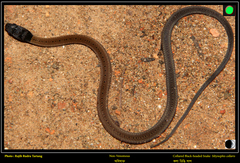 Sibynophis collaris