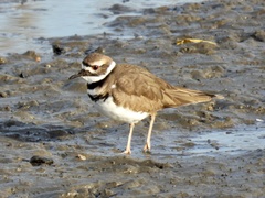 Charadrius vociferus