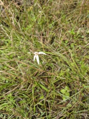 Rhynchospora latifolia