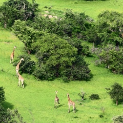 Giraffa camelopardalis antiquorum
