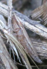 Euacanthella palustris