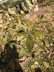 Gymnanthemum amygdalinum