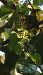 Dioscorea wallichii