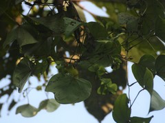 Dioscorea wallichii