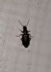 Dromius