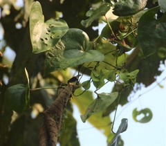 Dioscorea wallichii