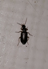 Dromius