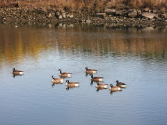 Branta canadensis